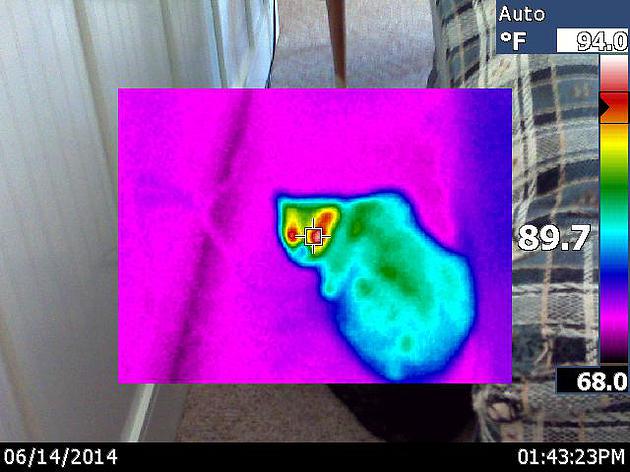 Benefits of Thermal Imaging - looking at a cat